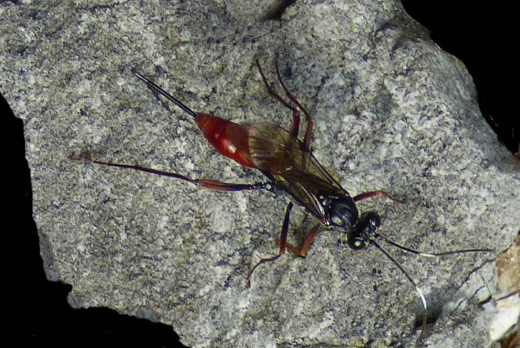 Ichneumonidae?  S, Ichneumonidae Cryptinae Cryptini